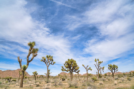 California desert scenery with Joshua tree plants at Joshua Tree National Parkの写真素材