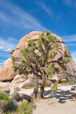Tall Joshua tree and huge rocks against blue sky at Joshua Tree National Parkの写真素材