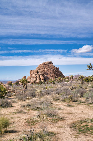 Joshua tree plants and bushes at Joshua Tree National Park with rock mountainの写真素材