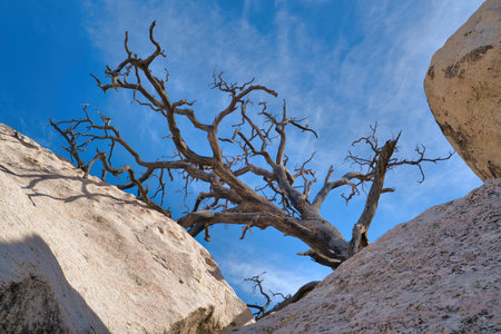 Dry dead leafless tree and huge jagged rocks at Joshua Tree National Park