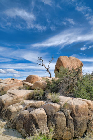 Huge rocks and dry dead tree in the mojave desert at Joshua Tree National Parkの写真素材