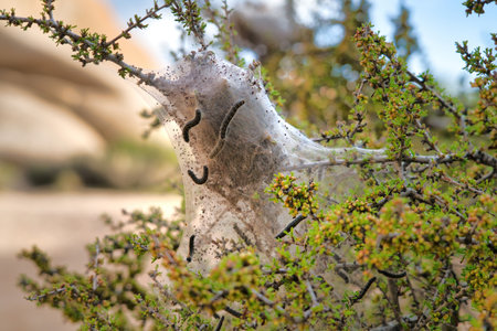Insects with silk tents at Joshua Tree National Park in the California desertの写真素材