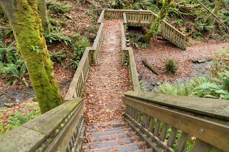 Wooden stairs leading to a small bridge over a creek at Washington
