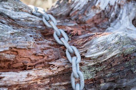 Closed up of a steel chain on a bark of a tree trunkの写真素材