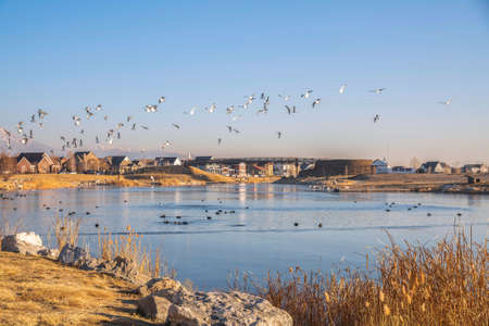 Scenic view of a lake with flying birds, floating ducks and geese