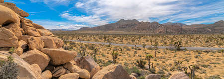 Joshua trees on a dry land with pavement road in a national park at Californiaの写真素材