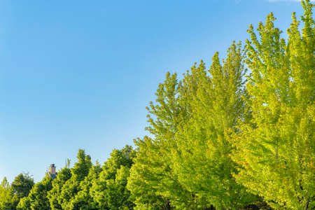 Row of vivid yellow green trees in a residential area at Daybreak, Utahの写真素材