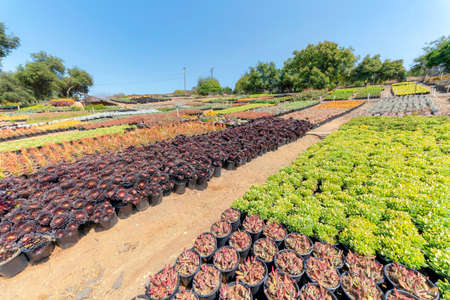Rows of colorful succulent plants in a pot on a large garden fieldの写真素材