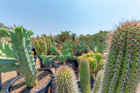 Different types of large cactuses in a black pail type pots. There are columnar and aloe cactuses at the front and plants in a wooden boxes at the back.の写真素材