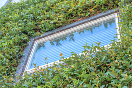 Window with gray frame against the wall with green vines at San Francisco, California