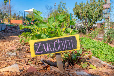 Zucchini plants on a vegetable garden at San Francisco, Californiaの写真素材