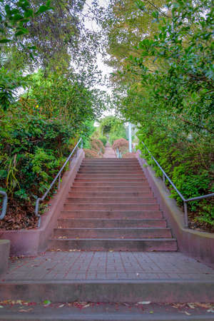 Staircase on a slope in the middle of trees and plants at San Francisco, Californiaの写真素材