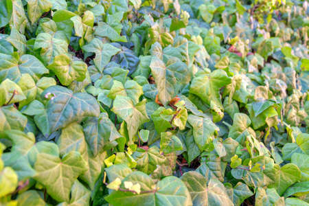 Fresh leaves of a vine plants at San Francisco in Californiaの写真素材
