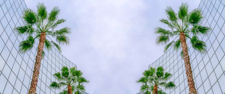 Abstract mirrored background Two palm trees outside the glass building in Silicon Valley, San Jose...