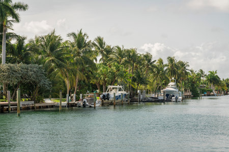 Three boats on a dock with coconut trees at shore of the Miami bay in Florida. There are views of water at the front and two boats on the left along with the trees.の写真素材