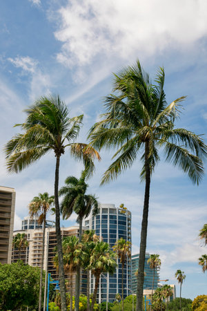 Palm trees outdoors with condominiums at the background in Miami, Florida. There are street lights below the tall palm trees near the modern residential buildings.の写真素材