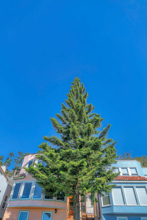 San Francisco neighborhood with houses and pine tree against cloudless blue sky. Beautiful residential landscape with nature scenery on a sunny day.の写真素材