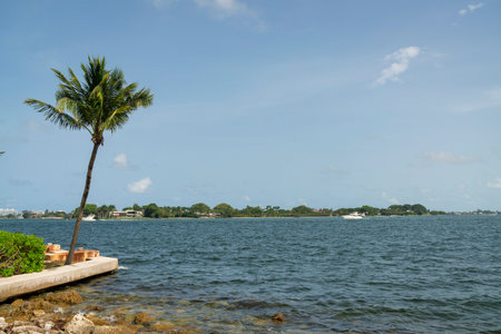 Miami bay waterfront against the blue sky background in Florida. There is a coconut tree at the front at the shore and a view of a yacht near the land area across.の写真素材