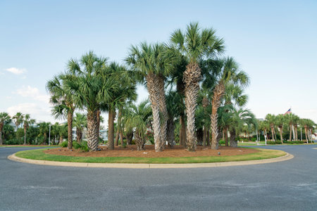 Roundabout with palm trees in the middle at Destin, Florida. Traffic island in the middle of an asphalt road and a background of sky.の写真素材