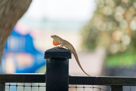 Bark anole lizard on top of a newel post at Miami, Florida. Close-up selective focus of a lizard on a painted black railings against a blurred background.の写真素材