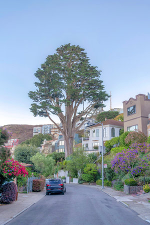 Street in the middle of quiet residential area in San Francisco, California. There is a vehicle on the street near the landscaped plants at the front of the residences and a big tree in the middle.の写真素材
