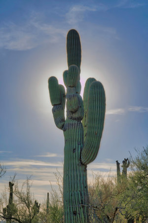 Saguaro cactus against the sun and dim sky background- Tucson, Arizona. Low angle view of a towering saguaro cactus in on a slope with wild shrubs.の写真素材