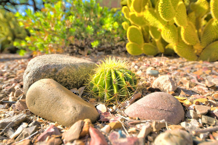 Small round cactus surrounded by large rocks against the bunny ear cacti in Tucson, Arizona. Close-up of a small round cactus on a gravel against the blurred cacti background.の写真素材