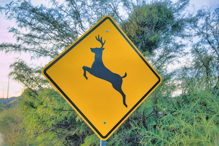 Diagonal yellow deer crossing sign warning at Tucson, Arizona. Close-up of a deer crossing road sign against the shrubs and tree at the back.の写真素材