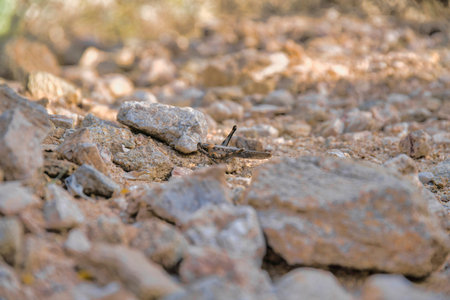 Cricket on a rocky soil ground at Sabino Canyon State Park in Tucson, Arizona. Selective focus of a cricket camouflage in between the rocks.の写真素材