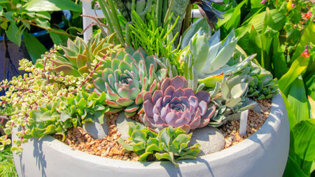 Panorama Close up of a succulent arrangement on a large white pot. Succulent arrangement with snake...