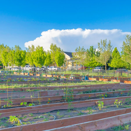 Square White puffy clouds Community garden with wood planks walls at Daybreak in South Jordan, Utah. Fenced community garden surrounded with trees and a view of the vehicles and houses outside.の写真素材