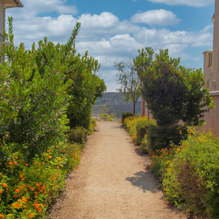Square White puffy clouds Dirt path in the middle of shrubs and bushes with yellow flowers at San...