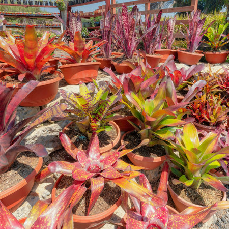 Square White puffy clouds Potted red, green and purple bromeliads on a layered concrete in a botanical garden market. Bromeliad plants in a greenhouse garden with black shade net and potted plants on a rack at the back.の写真素材