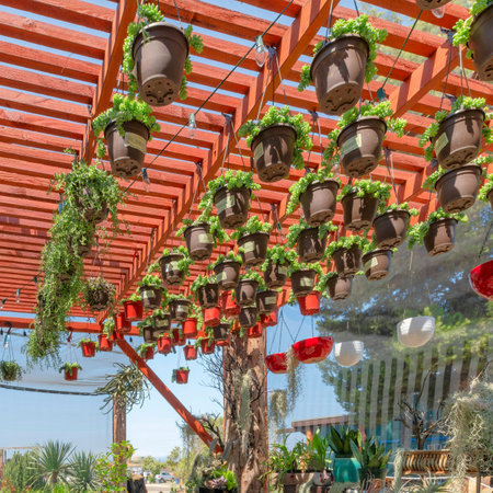 Square Walkway with potted plants on racks under the red pergola roof with hanging succulent plants. There are potted spanish moss plants along with the other varieties of plants on a pots with hook.の写真素材