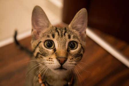 Cat portrait