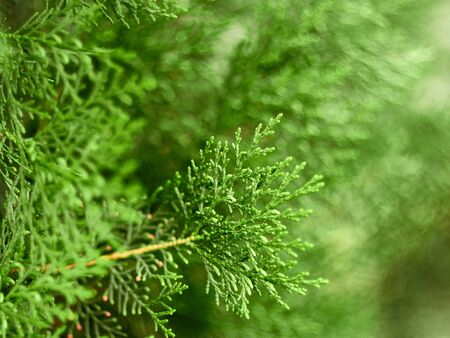 Green background from the branches of Thuja. Thuja branch close up.