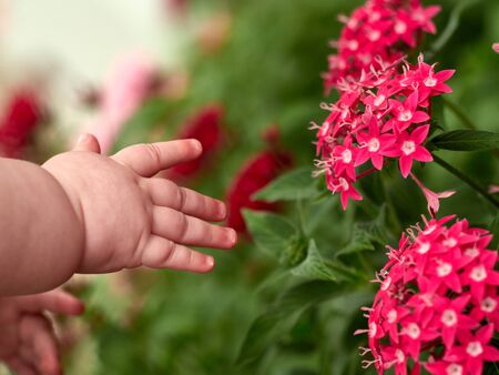 The hands of the baby are drawn to the red flowers. The hands of the baby reach for Pentas...