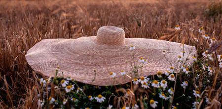 Big hat in barley field. Top viewの写真素材