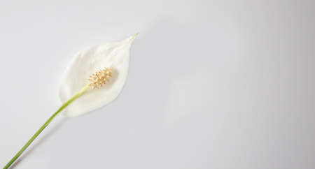 white flowers spathiphyllum on a white backgroundの写真素材