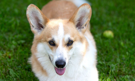 Corgi dog smile and happy on summer sunny dayの写真素材