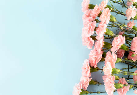 Delicate light pink carnations on blue background. Banner with flowers in pastel colours. ,...