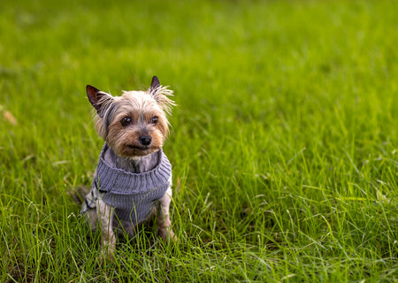 A beautiful dog, Yorkshire Terrier on green grass, copy spaceの写真素材