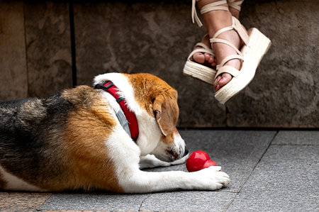 Beagle dog with red collar playing with toy on a pavement near woman's legs in sandals.の写真素材