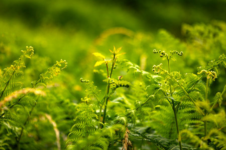 Close-up of vibrant green ferns with curled fronds in lush forest.の写真素材