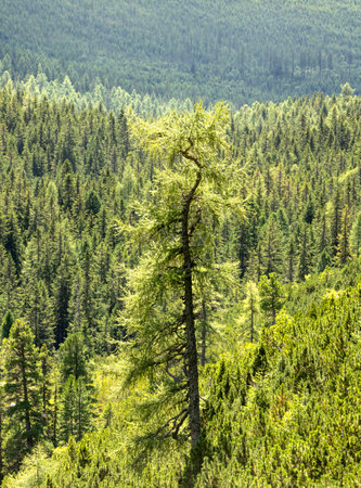Tall solitary tree standing amidst vast forest of dense evergreen trees under bright sunlight.の写真素材