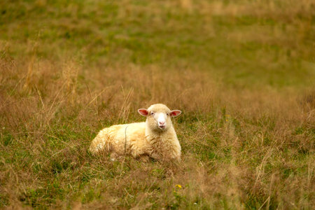 Sheep resting in a grassy meadow, calmly looking towards the camera on peaceful day.の写真素材