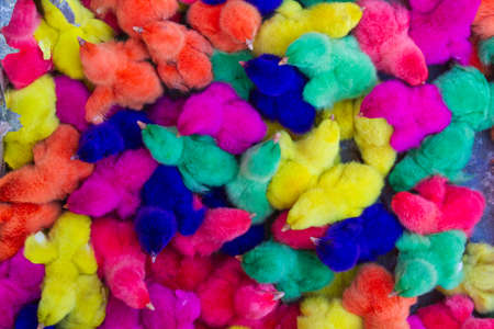 Colored chicks. Easter chicks. Happy Easter chicksの写真素材