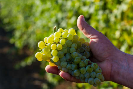 White ripe grapes in man hand. Bunch of grapesの写真素材