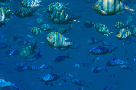 Lots of fish underwater. Red sea, Egypt.の写真素材