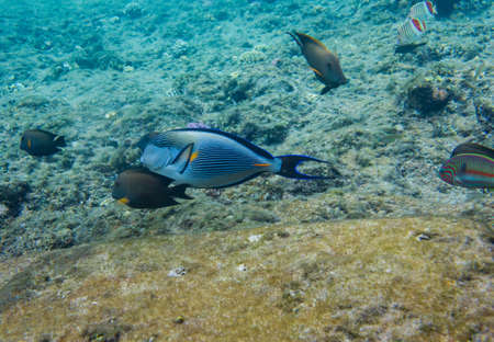 Lined surgeonfish swimming over the corals and other fish. Red sea. Egypt.